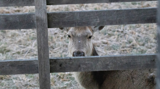Wycieczka – ponownie Kampinos (cz. 2)